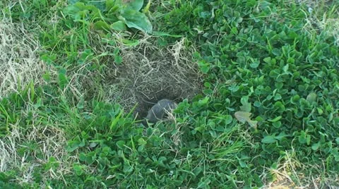 Active Gopher around hole. Stock Footage 11346992