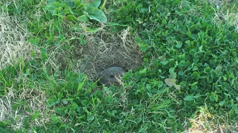 Active Gopher around hole. Stock Footage 11351051