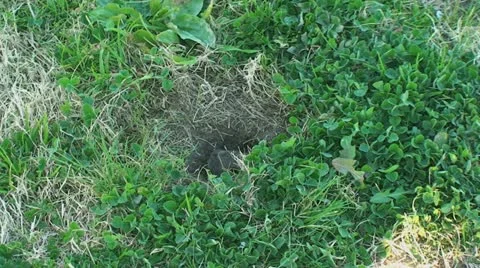 Active Gopher around hole. Stock Footage 11352012