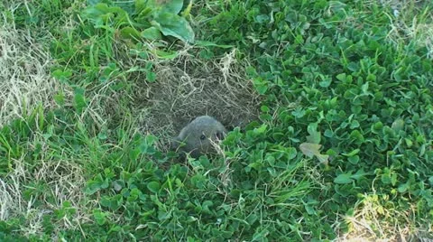 Active Gopher around hole. Stock Footage 11352535