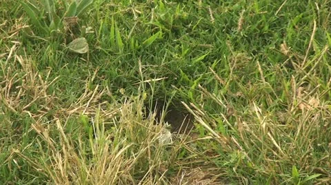 Active Gopher around hole. Stock Footage 11764571