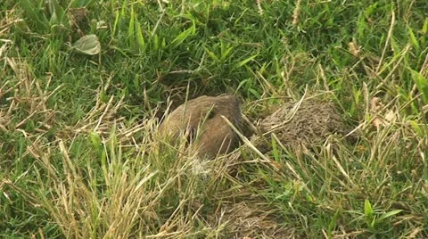 Active Gopher around hole. Stock Footage 11828824