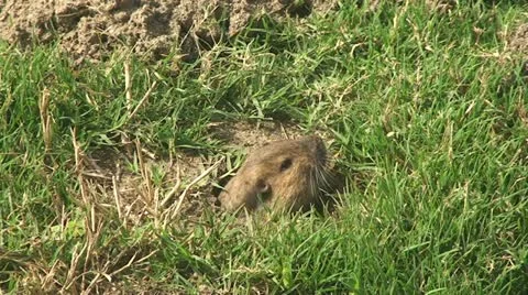 Active Gopher around hole. Stock Footage 11857354