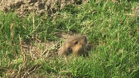 Active Gopher around hole. Stock Footage 11941582