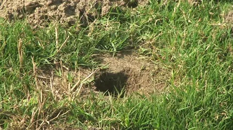 Active Gopher around hole. Stock Footage 11967926