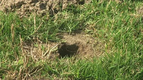 Active Gopher around hole. Stock Footage 12008121