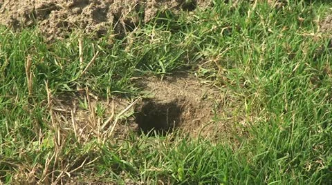 Active Gopher around hole. Stock Footage 12013764