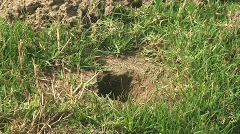 Active Gopher around hole. Stock Footage
