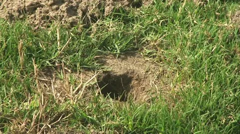 Active Gopher around hole. Stock Footage 12047163