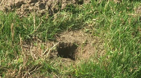 Active Gopher around hole. Stock Footage 12069522
