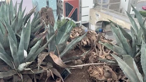 Active ground squirrels among agave plants in Santa Monica Stock Footage 345266594