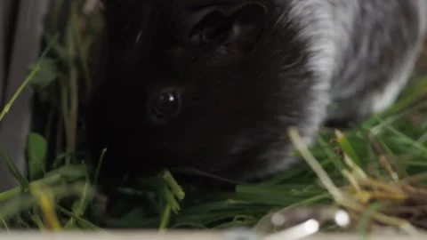 The active guinea pig moves in zigzags across the grass, constantly chewing. Its Video stock 278093682