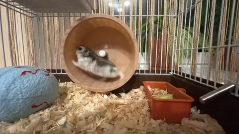 Active hamster running on a wheel. the concept of haste and bustle.  Stock Footage 244956827