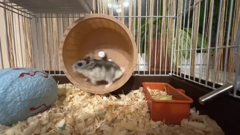 Active hamster running on a wheel. the concept of haste and bustle. Stock Footage 244956829