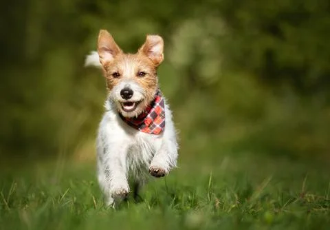 Active happy puppy running, hyperactive dog training Stock Photos