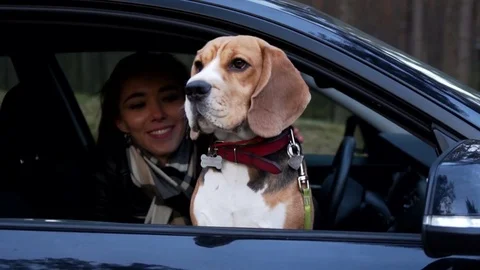 Active healthy dog beagle sit in the car with young happy woman, who hugs and Stock Footage 76507986