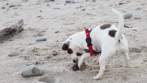 Active healthy dog,pet on the beach playing in the sand with a sea stone,happ Stock Footage 201435050