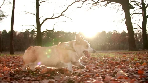 Active herding dog running on a fresh weekend morning outdoors Stock Footage 228489362