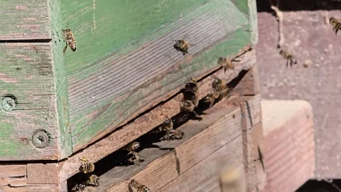Active Honey Bees Flying and Landing at Beehive Entrance Stock Footage 342029679