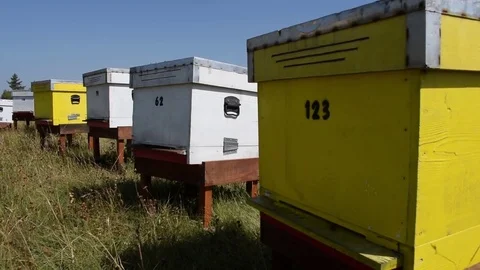 Active Honey Bees flying around beehive Stock Footage 79695093