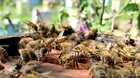 Active Honey Bees Inside Open Beehive Video stock 310057380
