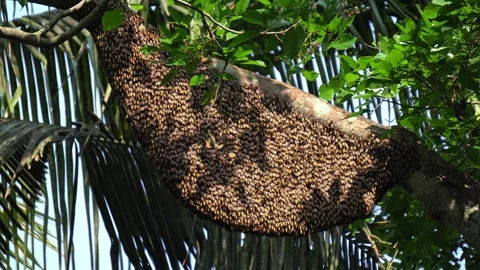 Active Honey Bees Surrounding Giant Hanging Hive on Tree in Natural Environment. Stock Footage 335035989