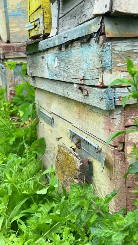 Active honeybees flying around rustic wooden beehive in green garden Stock Footage 311830912