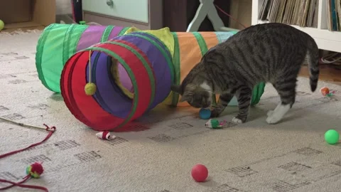 Active House Pet Running and Playing with Balls on Rug Stock Footage 336542057
