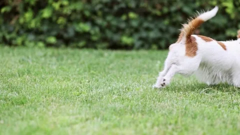 Active, hyper dog puppy playing with her toy, chewing and biting it Stock Footage 274936371
