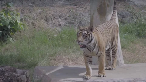Active Indochinese Tiger Standing with Tail Raised and Mouth Open, 4K Footage Video stock 335567525