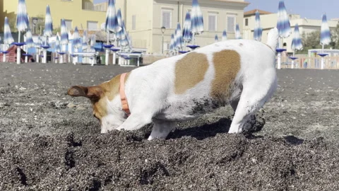 Active Jack Russell dog digging the hole in black sand against background of Stock Footage 305160577