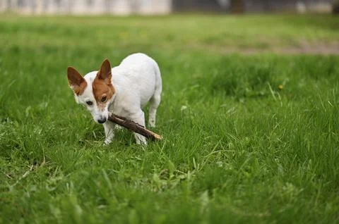 Active jack russell terrier chews wooden stick on green lawn in summer park. Stock Photos