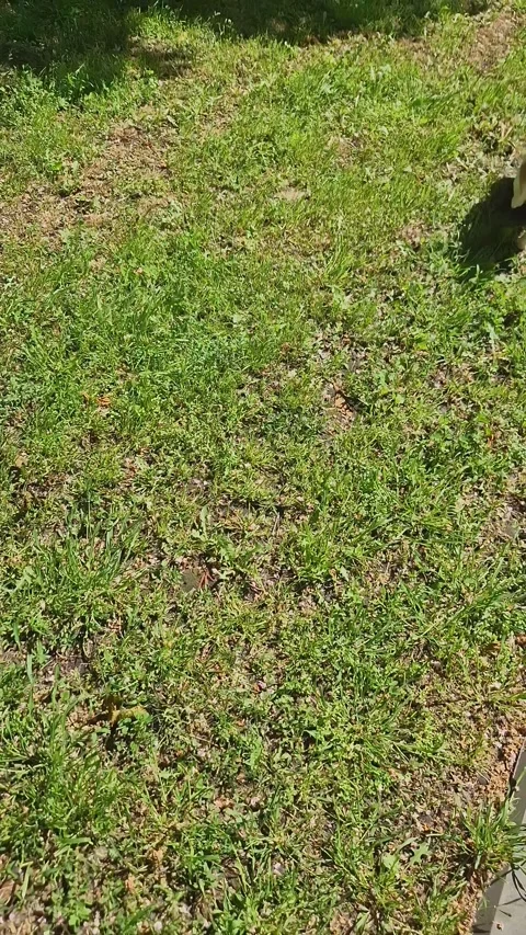 Active Jack Russell Terrier Dog Walking on Leash Across Green Grass 스톡 동영상 339078109