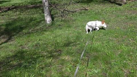 Active jack russell terrier dog walks on leash in spring park. Stock Footage 344552248
