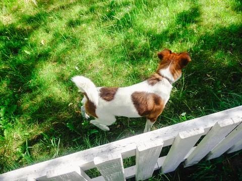 Active Jack Russell Terrier exploring a green sunny garden behind a white w.. Stock Photos