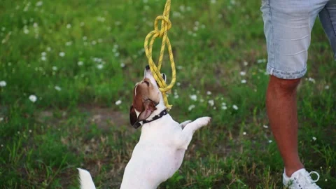 Active Jack Russell Terrier hanging on rope toy outdoor, athletic dog jumping Stock Footage 345151352