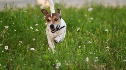 Active Jack Russell Terrier running fast on green grass field, cute dog Stock Footage 345152035