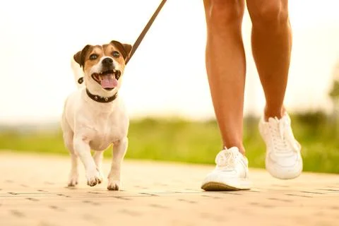 Active Jack Russell Terrier walking on leash with owner at sunset on park path. Fotos de archivo