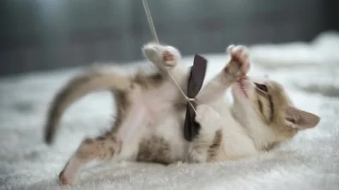 An active kitten plays with a bow on a string. He lies on his back and tries to Stock Footage 160654999