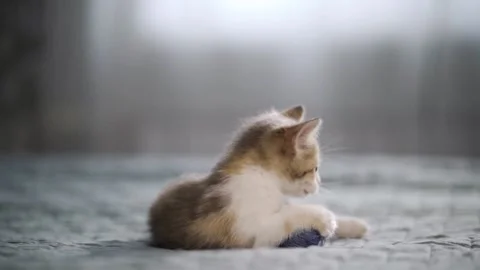 An active kitten plays with a small ball on the bed. He tumbles and jumps for Stock Footage 160660814