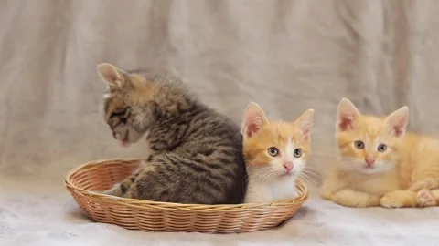 Active kittens play with each other. Cat fuss Stock Footage 246757540