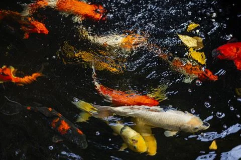 Active Koi Fish In Natural Pool Stock Photos