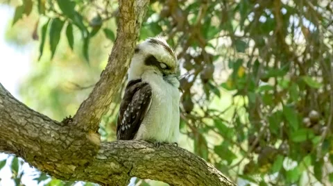 Active kookaburra bird being alert and reacting to its environment, 4K 30p Stock Footage 59314688
