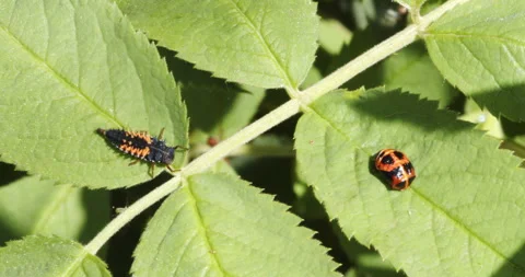 Active lady beetle nymph or lady bug crawling on a rose leaf Stock Footage 158377010
