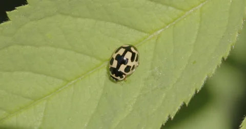 An active lady beetle nymph or lady bug with spiny body crawling on a rose leaf Stock Footage 158377790