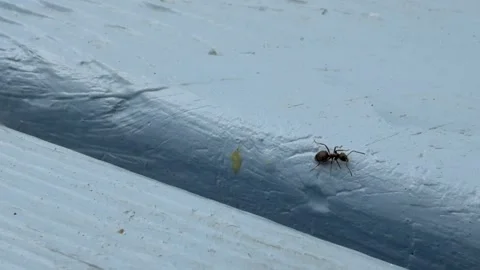 Active little ant moving fast on wood 4K Stock Footage 331882975