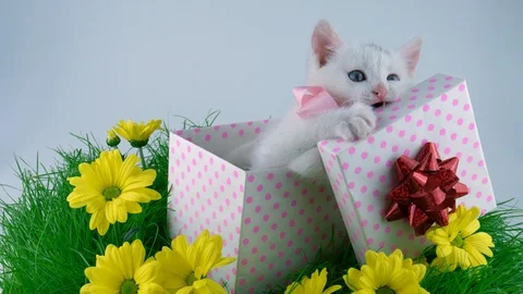 Active little cat playing with a gift box, green grass with yellow flowers Stock Footage 91720984