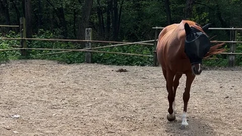 Active little foal running close to mother mare in ranch Vídeo Stock 276673175
