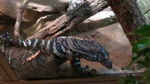 Active lizard behind the glass in the terrarium Stock Footage 196934748