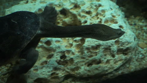 Active long-necked turtle swims in the aquarium. Stock Footage 118586164